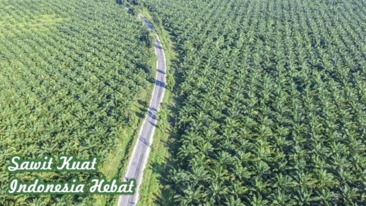 kebun sawit