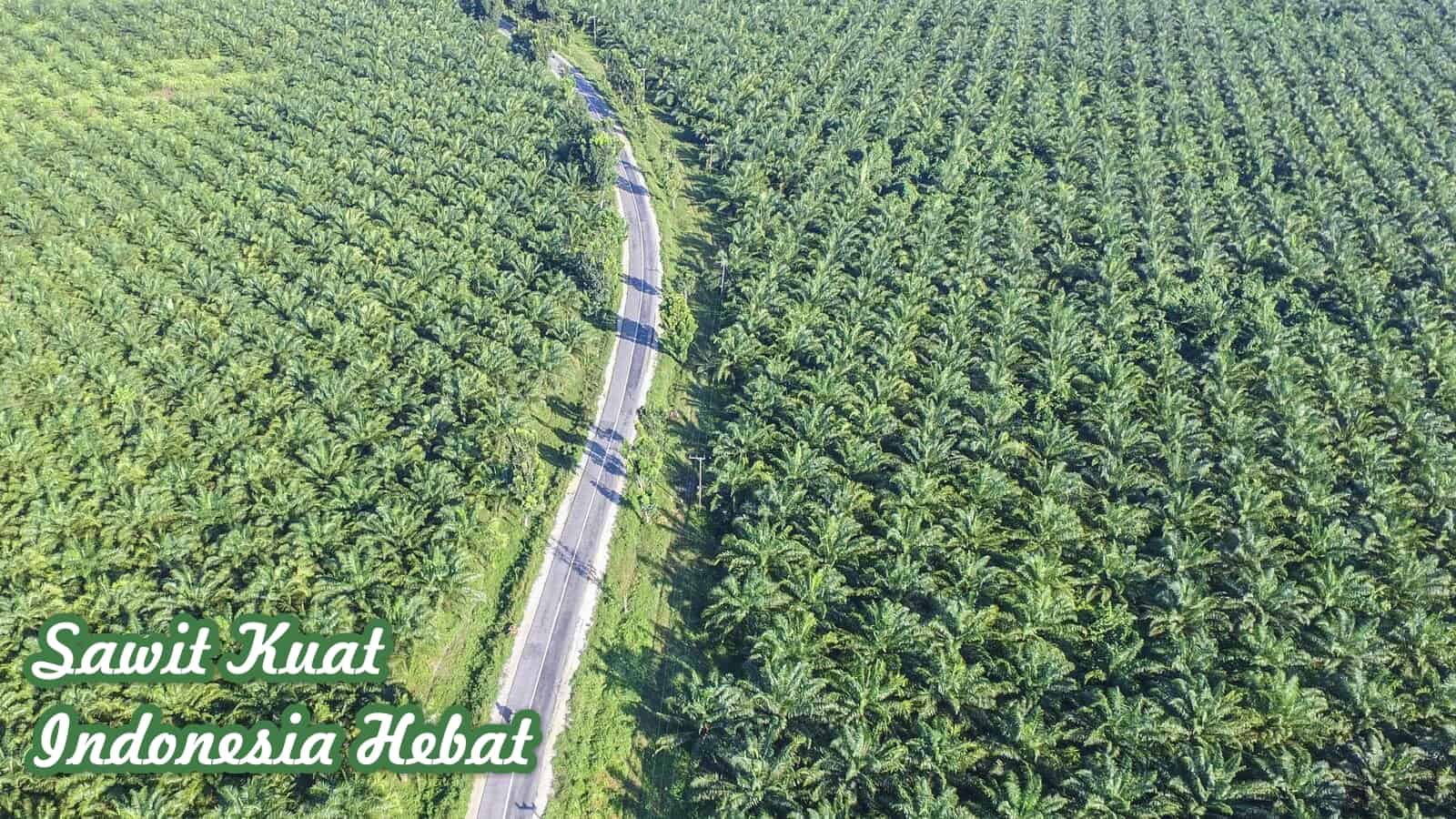 lahan perkebunan sawit kebun sawit